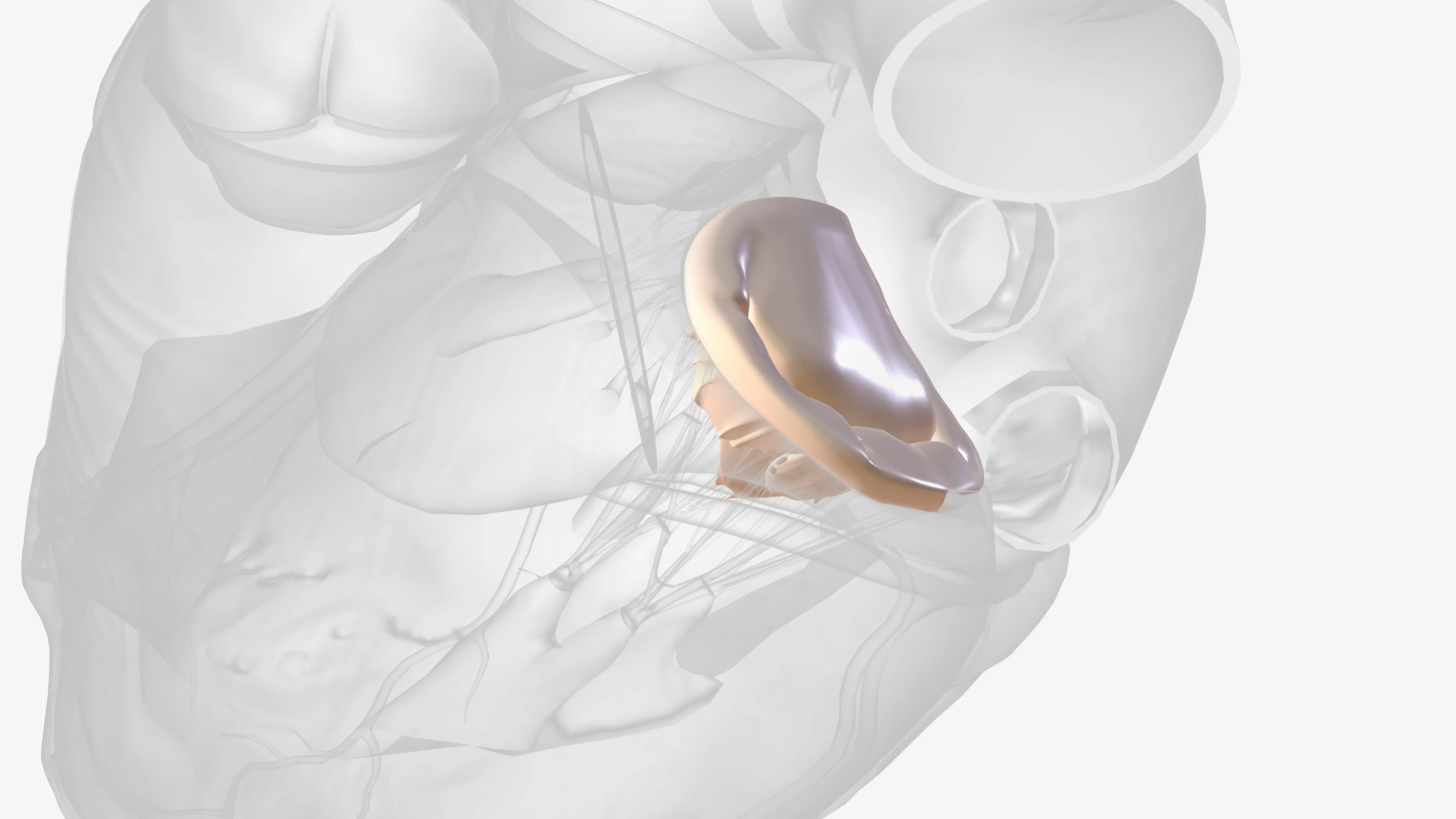 Anüloplasti ile Kalp Kapak Cerrahisinde Yenilikler